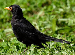 Common Blackbird