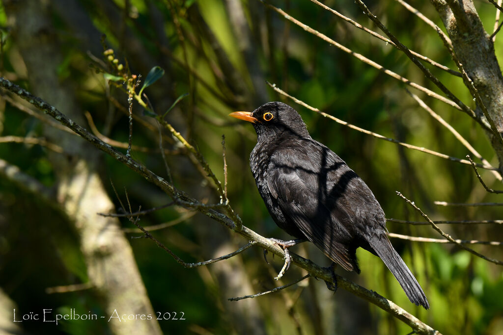 Common Blackbird