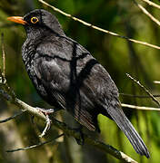 Common Blackbird