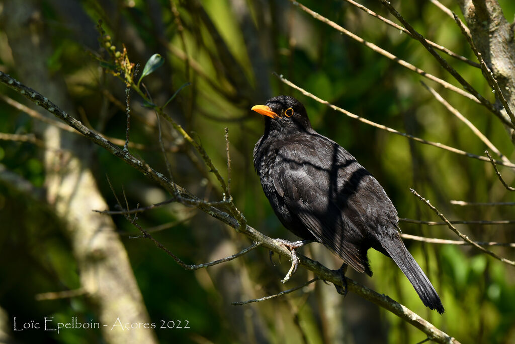 Common Blackbird