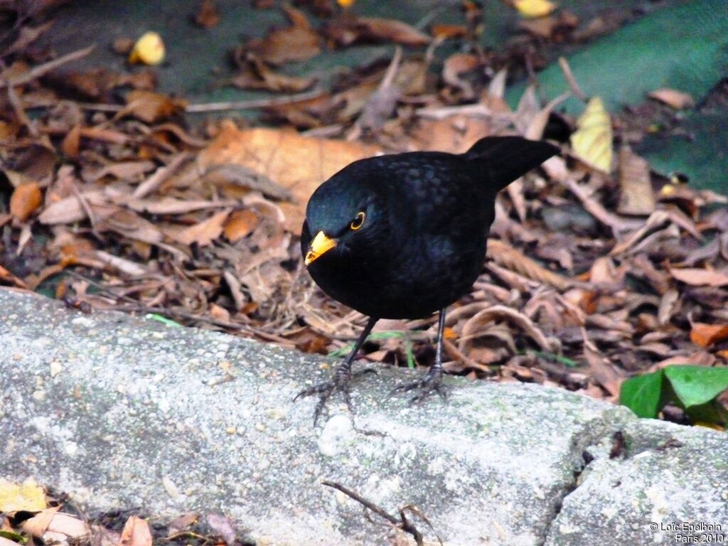 Common Blackbird