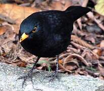 Common Blackbird