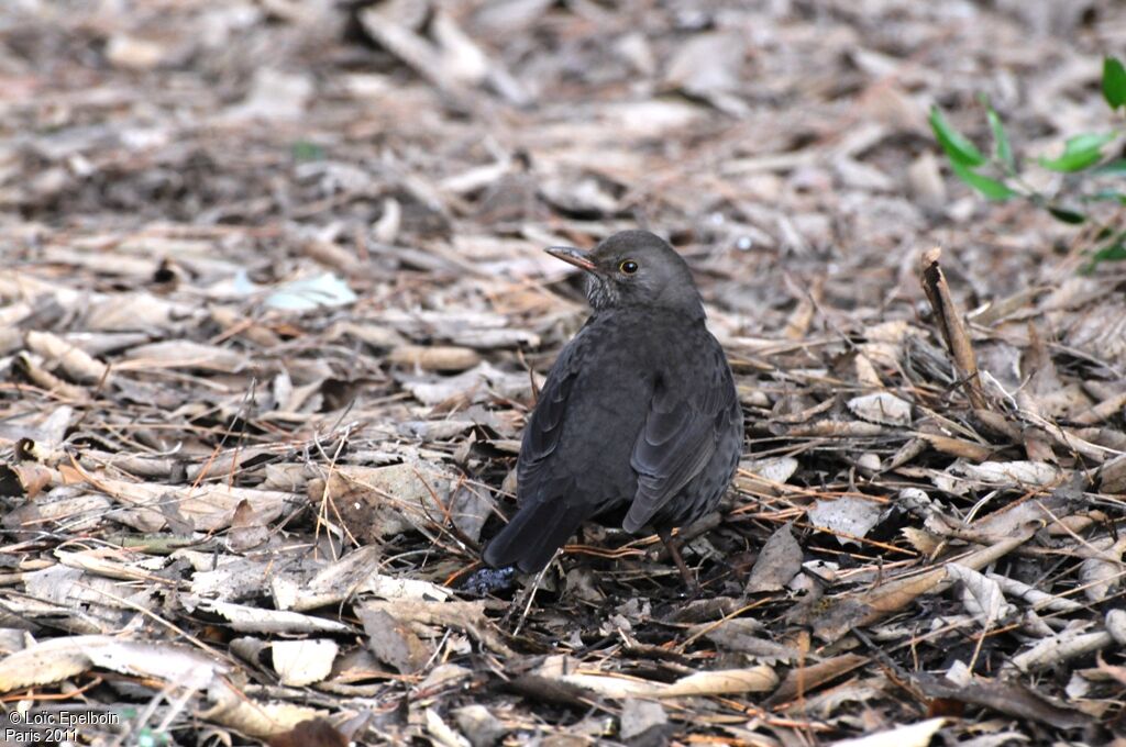 Common Blackbird