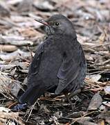 Common Blackbird