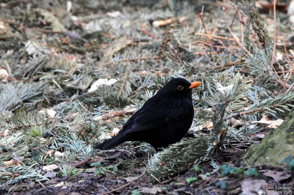 Common Blackbird