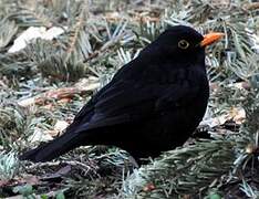 Common Blackbird