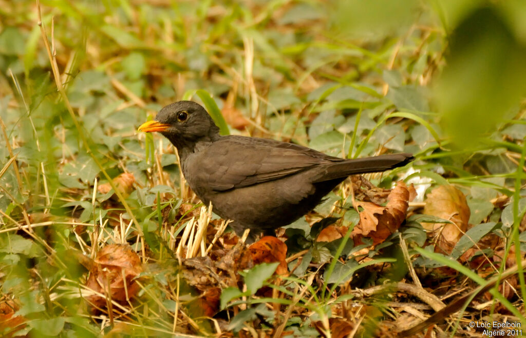 Common Blackbird