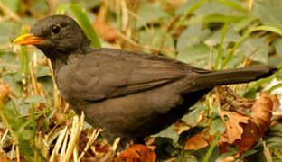 Common Blackbird