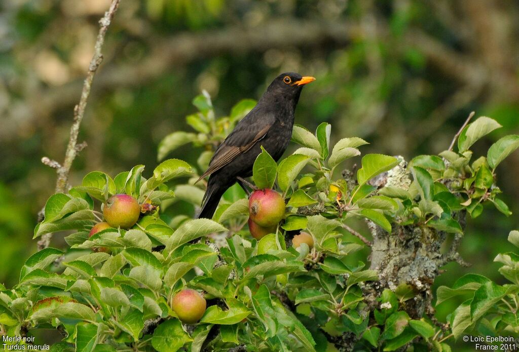 Common Blackbird