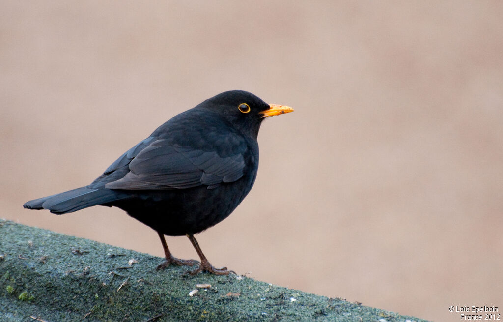 Common Blackbird