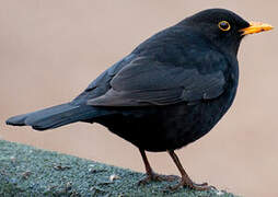 Common Blackbird