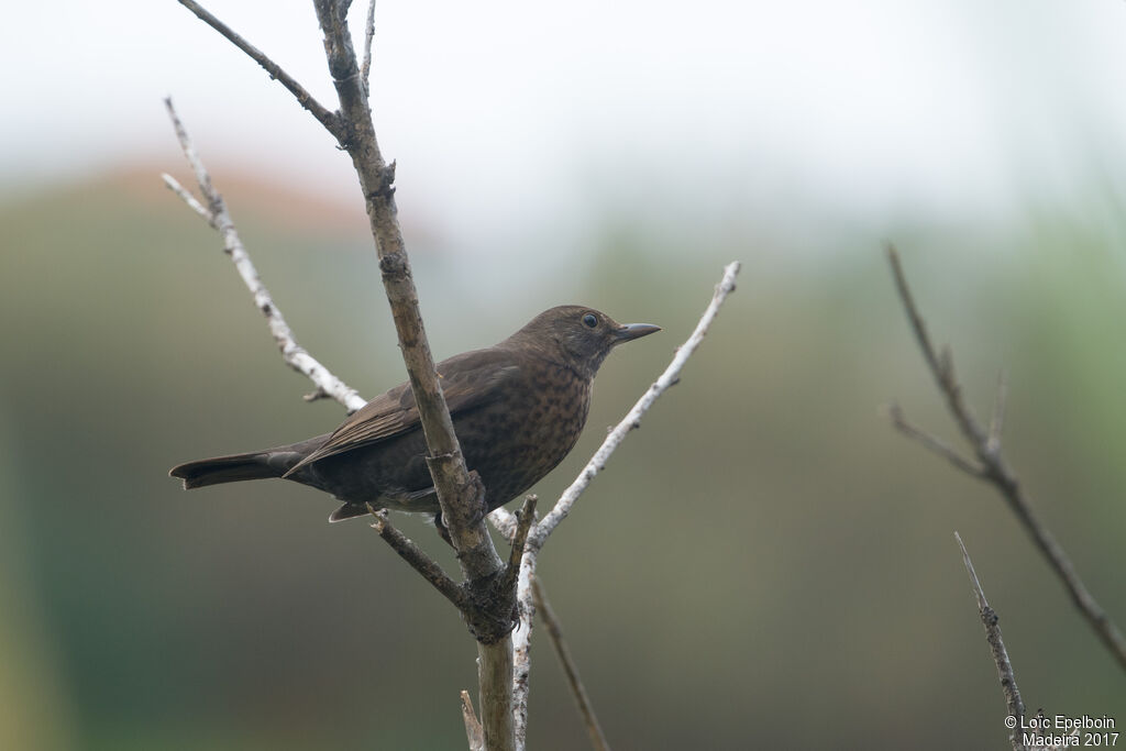 Common Blackbird