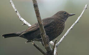 Common Blackbird