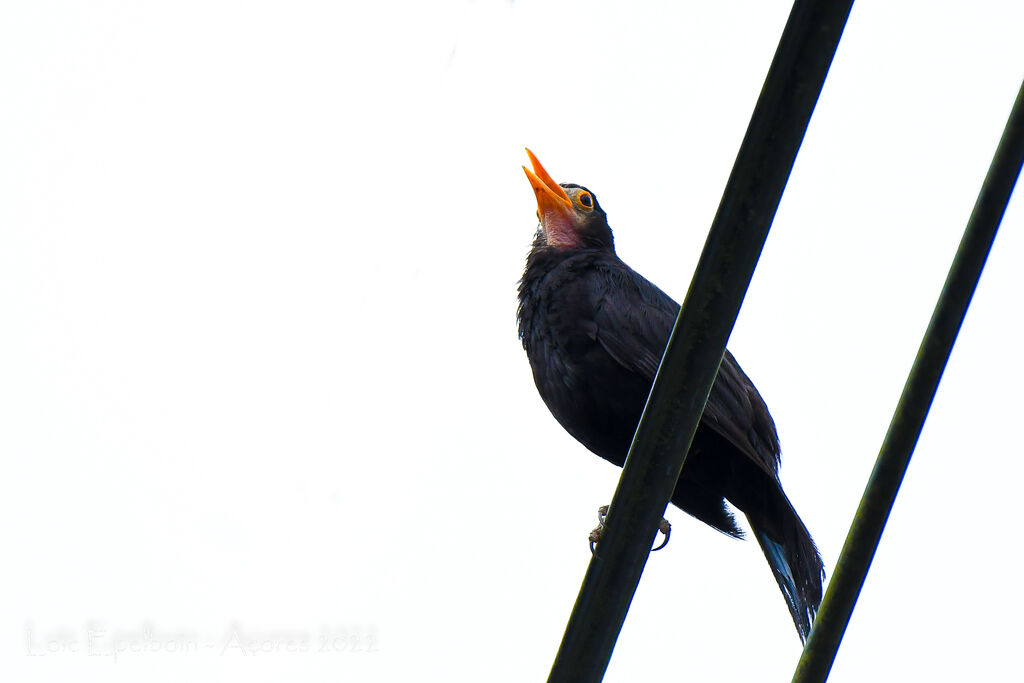 Common Blackbird