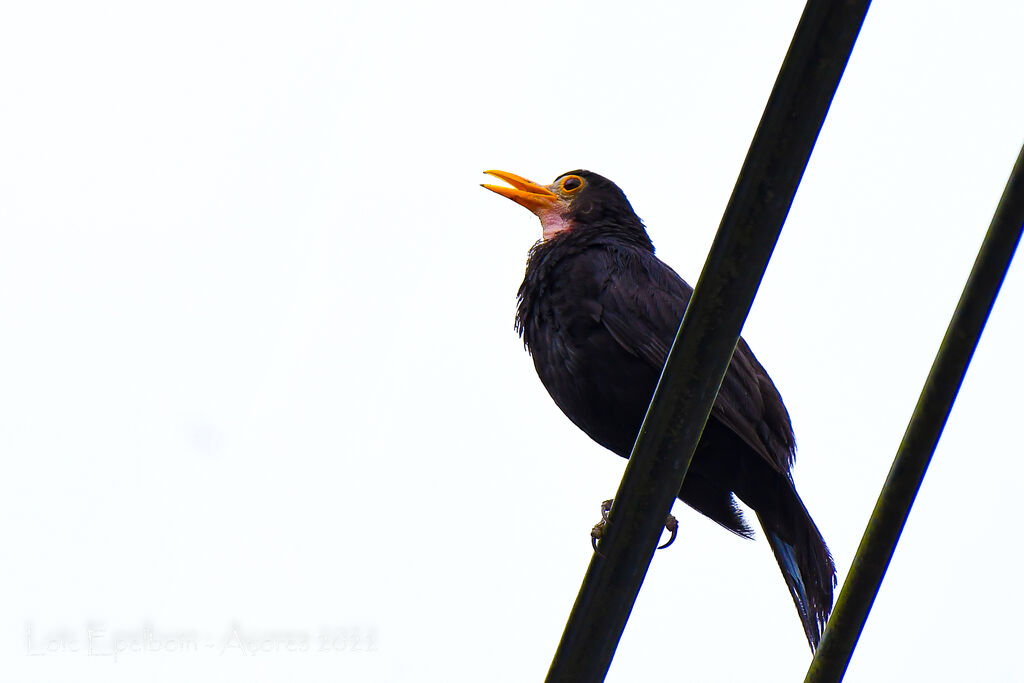 Common Blackbird