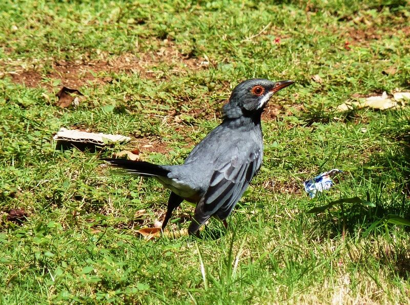 Red-legged Thrush