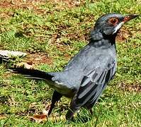 Red-legged Thrush