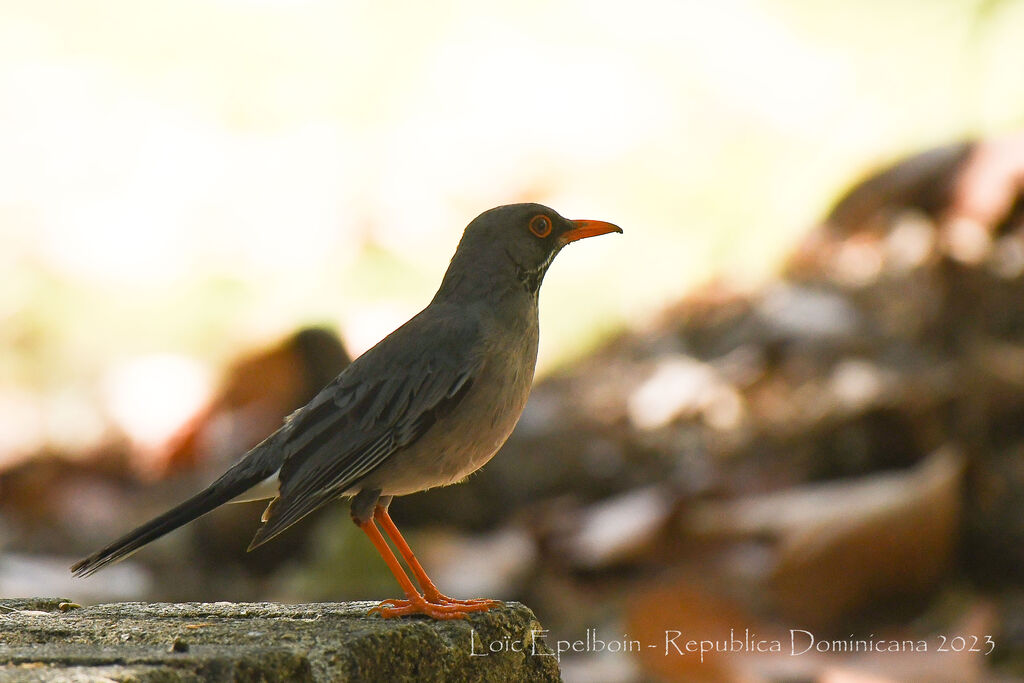 Red-legged Thrush