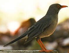 Red-legged Thrush