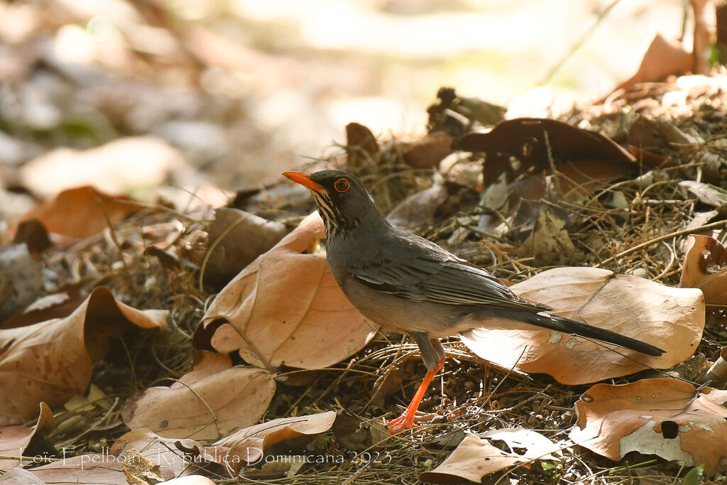 Red-legged Thrush