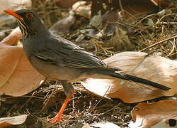 Red-legged Thrush