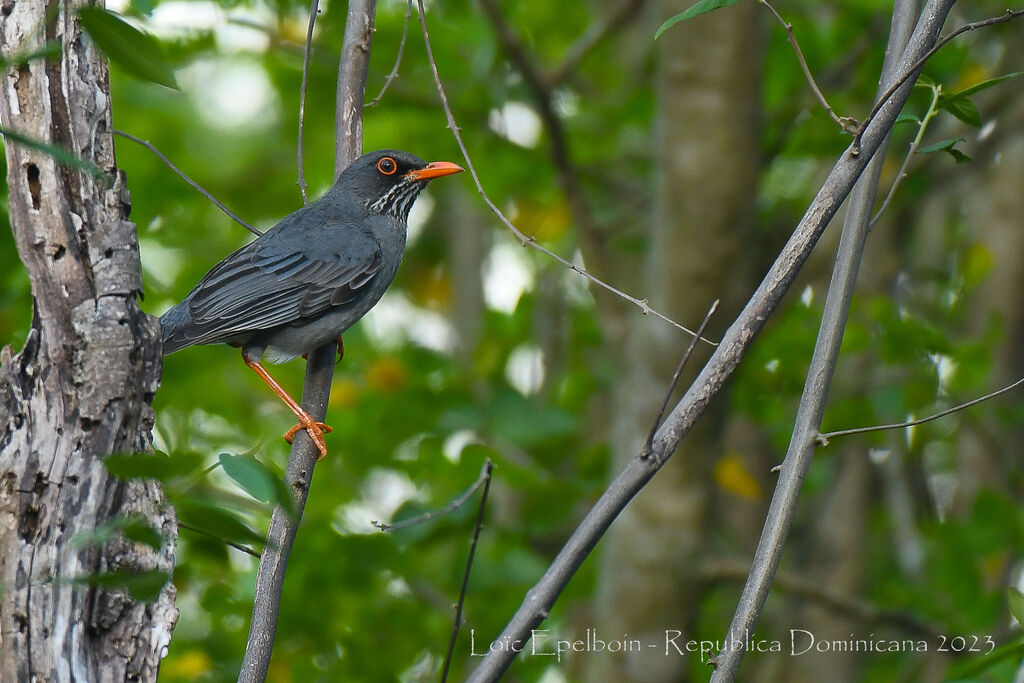 Red-legged Thrush