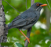 Red-legged Thrush