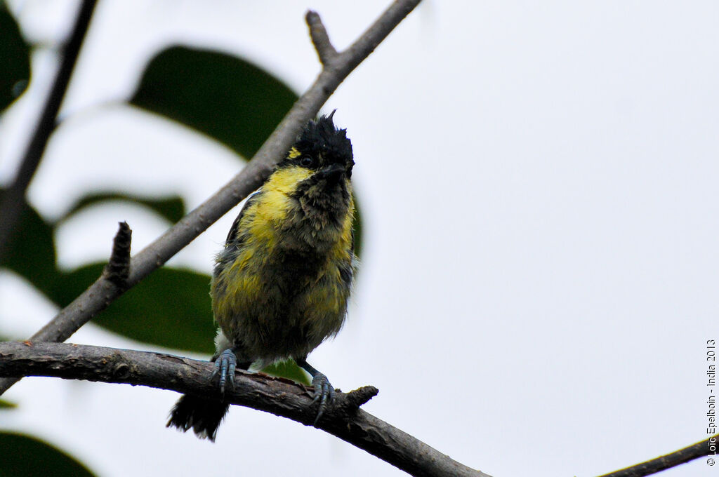 Himalayan Black-lored Tit