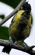 Himalayan Black-lored Tit