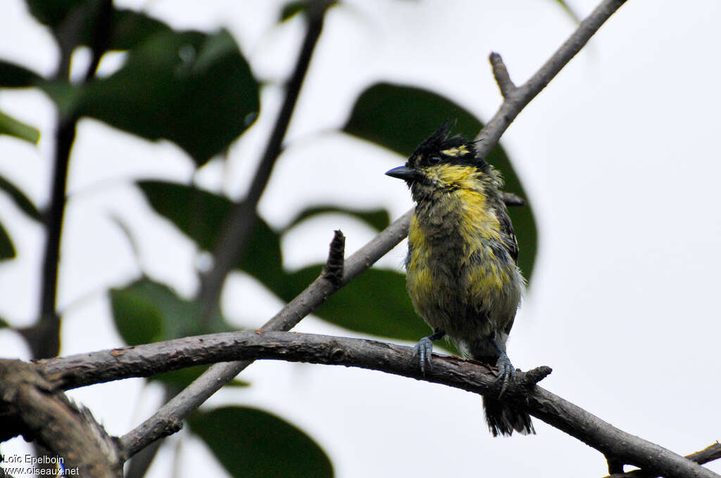 Himalayan Black-lored Tit, identification