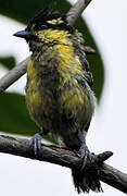 Himalayan Black-lored Tit