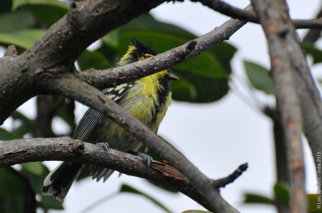 Mésange à joues jaunes