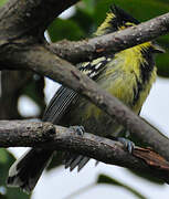 Himalayan Black-lored Tit