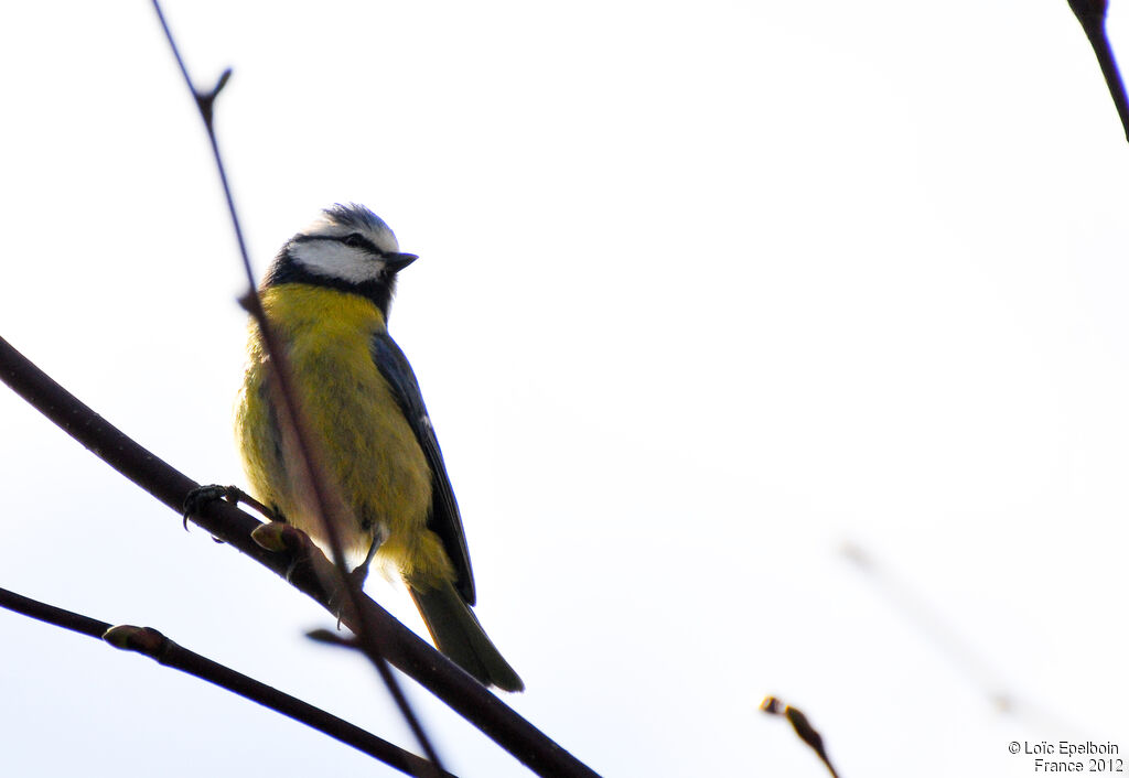 Mésange bleue