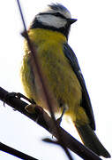 Eurasian Blue Tit