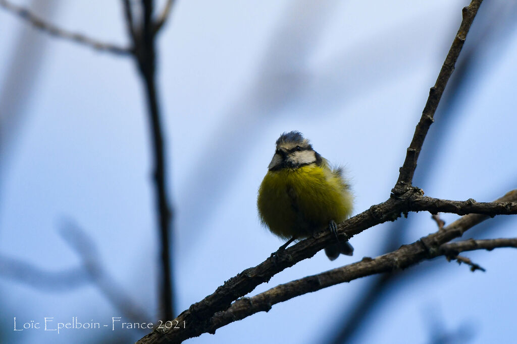 Mésange bleue