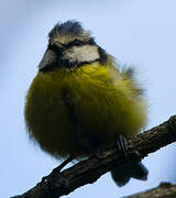 Mésange bleue