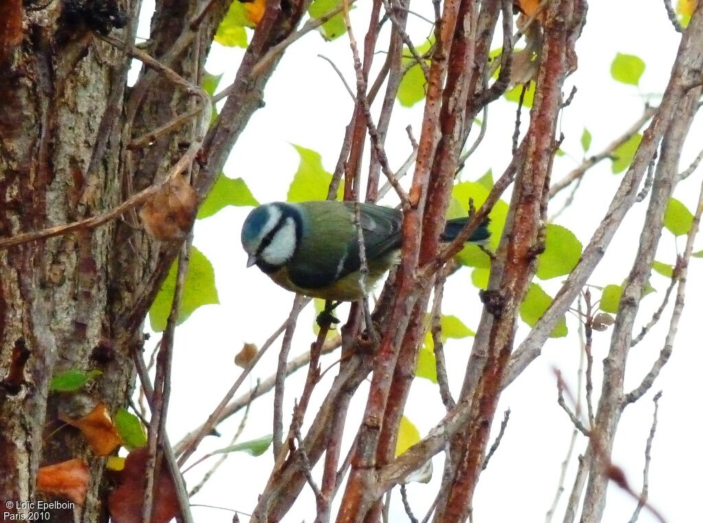 Eurasian Blue Tit