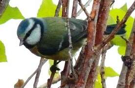 Mésange bleue