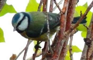 Mésange bleue