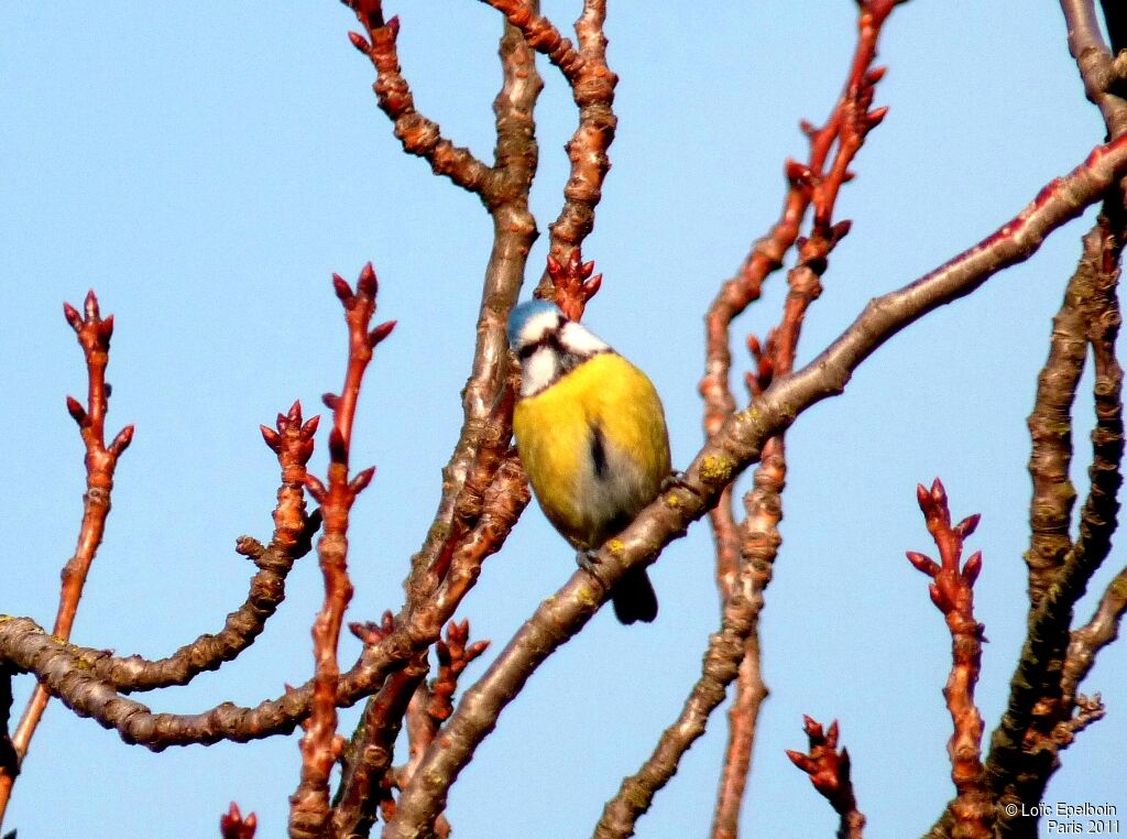 Mésange bleue