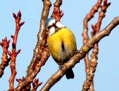 Mésange bleue