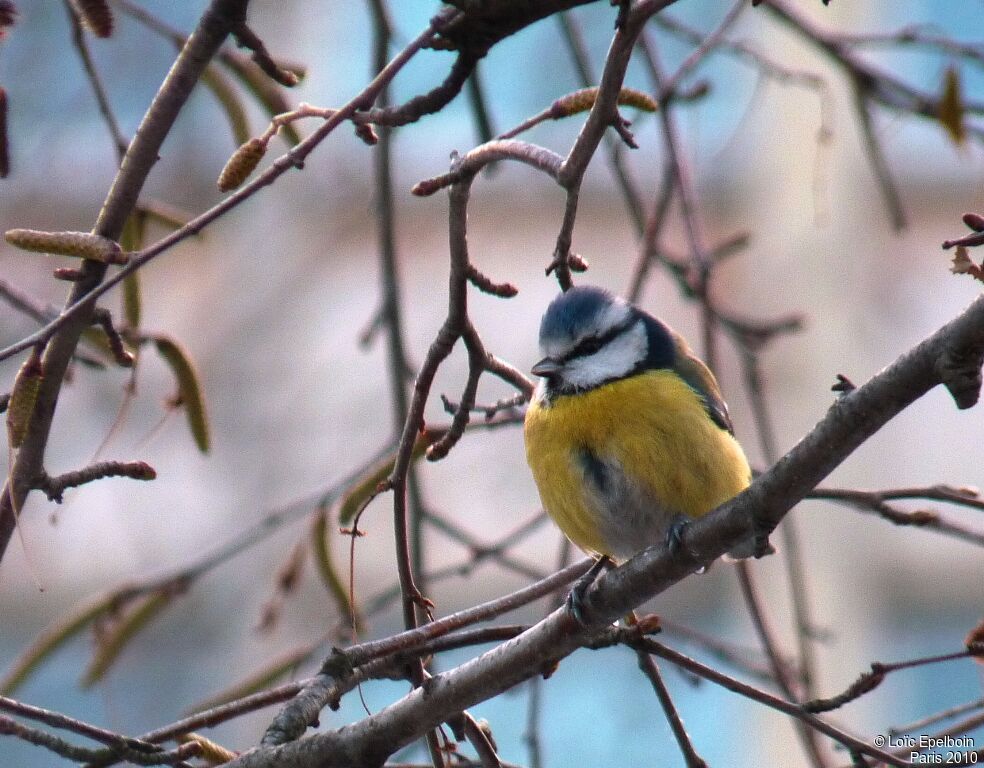 Mésange bleue