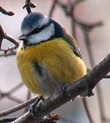 Eurasian Blue Tit