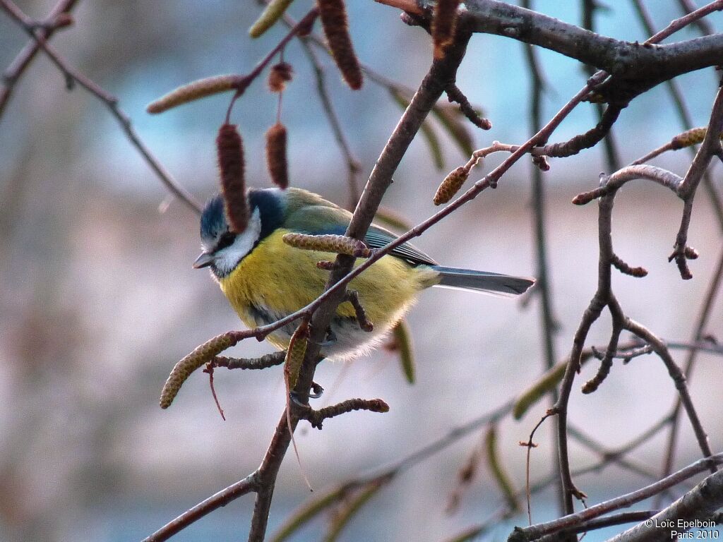 Mésange bleue