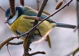 Eurasian Blue Tit