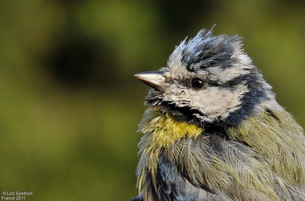 Mésange bleue