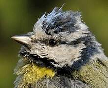 Eurasian Blue Tit