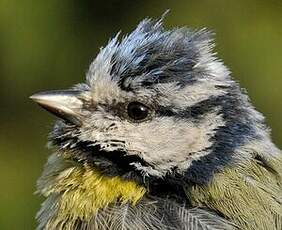 Mésange bleue