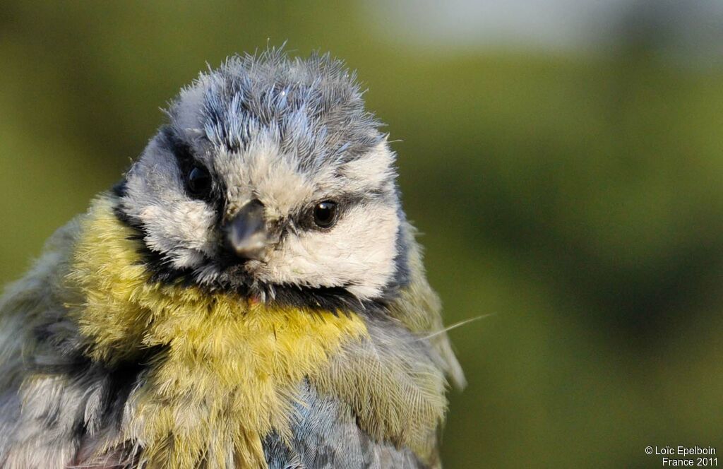 Mésange bleue